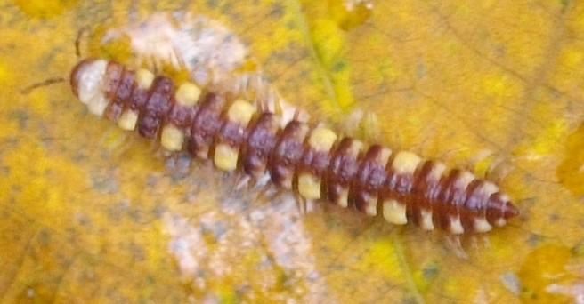 Polydesmidae